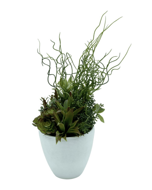 Arrangement 103 - Succulents and Soft Rush in White Ribbed Vase