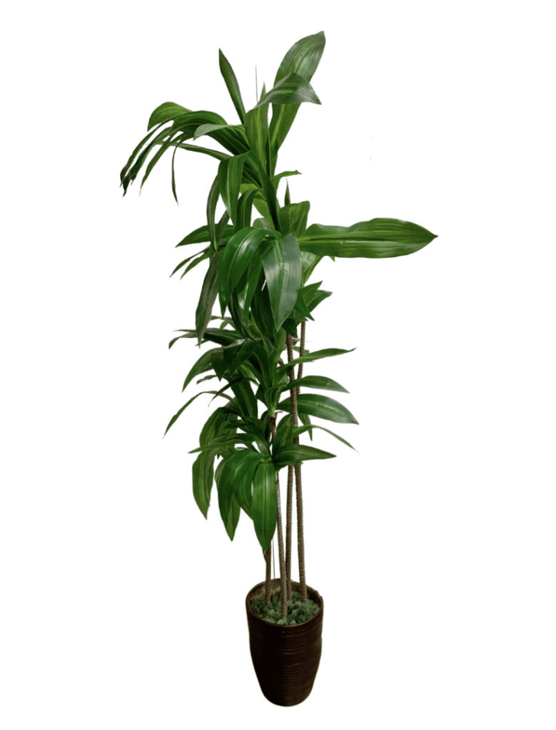 Plant 18 – 4 Stemmed Green Leaf Plant in Brown Planter | S&D Furniture ...